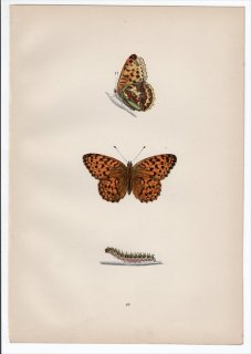 1890年 Morris 英国蝶類史 Pl.49 タテハチョウ科 ファブリキアナ属 ウラギンヒョウモン HIGH-BROWN FRITILLARY