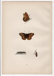 1890ǯ Morris ѹĳ Pl.51 ƥϥ祦 ڥҥ祦° ڥҥ祦 QUEEN OF SPAIN FRITILLARY