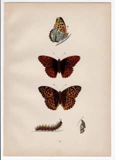 1890年 Morris 英国蝶類史 Pl.53 タテハチョウ科 ミドリヒョウモン属 ミドリヒョウモン SILVER-WASHED FRITILLARY
