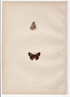 1890年 Morris 英国蝶類史 Pl.56 シジミチョウ科 ウラナミシジミ属 ウラナミシジミ BRIGHTON ARGUS