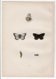1890年 Morris 英国蝶類史 Pl.64 シジミチョウ科 リサンドラ属 コリドンヒメシジミ CHALK HILL BLUE