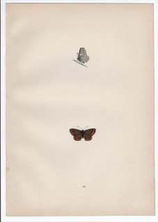 1890年 Morris 英国蝶類史 Pl.65 シジミチョウ科 アリキア属 ブラウンアーガス BROWN ARGUS BLUE