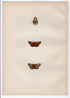 1890年 Morris 英国蝶類史 Pl.68 セセリチョウ科 コキマダラセセリ属 LARGE SKIPPER