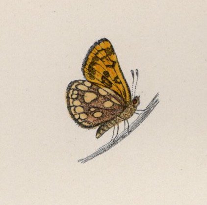 1890年 Morris 英国蝶類史 Pl.72 セセリチョウ科 タカネキマダラセセリ属 タカネキマダラセセリ SPOTTED SKIPPER -  アンティークプリント 博物画 ボタニカルアートの通販サイト Spirito di Artigiano