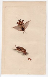 1796年 Donovan 英国の昆虫の自然史 Pl.147 ケラ科 ケラ属 GRYLLUS GRYLLOTALPA