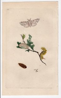 1796年 Donovan 英国の昆虫の自然史 Pl.160 トモエガ科 カリテアラ属 PHALAENA PUDIBUNDA