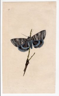 1796年 Donovan 英国の昆虫の自然史 Pl.171 トモエガ科 カトカラ属 ムラサキシタバ PHALAENA FRAXINI