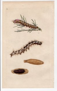 1796年 Donovan 英国の昆虫の自然史 Pl.177 カレハガ科 デンドロリムス属 PHALAENA PINI 幼虫 蛹