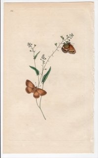 1797年 Donovan 英国の昆虫の自然史 Pl.186 タテハチョウ科 ヒメヒカゲ属 シロオビヒメヒカゲ PAPILIO HERO