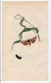 1797年 Donovan 英国の昆虫の自然史 Pl.187 ヤガ科 キシレナ属 PHALAENA EXOLETA