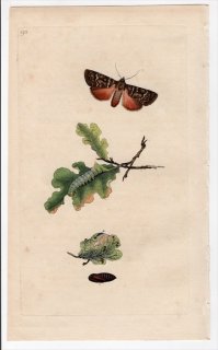 1797年 Donovan 英国の昆虫の自然史 Pl.193 ヤガ科 カラスヨトウ属 PHALAENA PYRAMIDEA