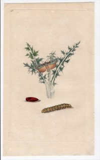 1797年 Donovan 英国の昆虫の自然史 Pl.213 ヤガ科 アクテビア属 ホソアオバヤガ PHALAENA PRAECOX