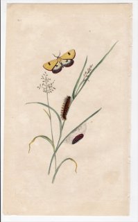 1797年 Donovan 英国の昆虫の自然史 Pl.214 トモエガ科 ディアクリシア属 PHALAENA RUSSULA