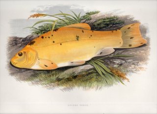 1879年 Houghton 英国の淡水魚類 コイ科 テンチ属 テンチ GOLDEN TENCH
