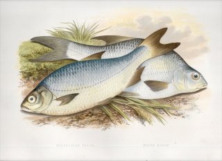 1879年 Houghton 英国の淡水魚類 コイ科 アブラミス属 ブリーム ブリッカ属 シルバーブリーム