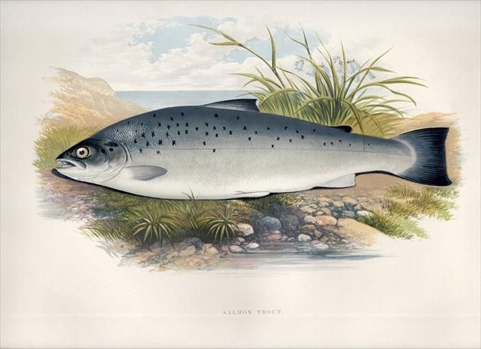 1879年 Houghton 英国の淡水魚類 サケ科 タイセイヨウサケ属 シートラウト Salmon Trout アンティークプリント ボタニカルアート 博物画の通販サイト Spirito Di Artigiano 1879年 Houghton 英国の淡水魚類 サケ科 タイセイヨウサケ属 シートラウト Salmon Trout アンティークプリント ボタニカルアート 博物画の通販サイト Spirito Di Artigiano