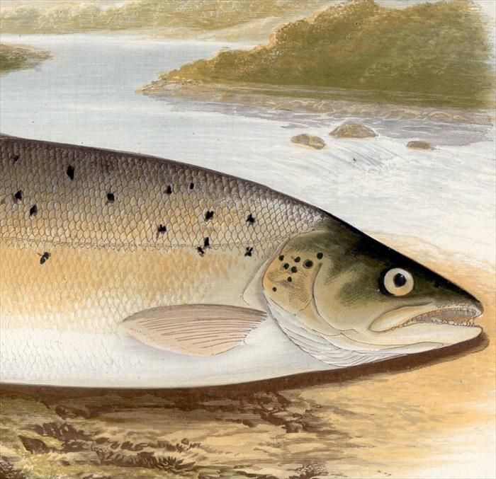 1879年 Houghton 英国の淡水魚類 サケ科 タイセイヨウサケ属 ブラウントラウト Salmon Trout Var アンティークプリント ボタニカルアート 博物画の通販サイト Spirito Di Artigiano 1879年 Houghton 英国の淡水魚類 サケ科 タイセイヨウサケ属 ブラウントラウト Salmon Trout Var アンティークプリント ボタニカルアート 博物画の通販サイト Spirito Di Artigiano