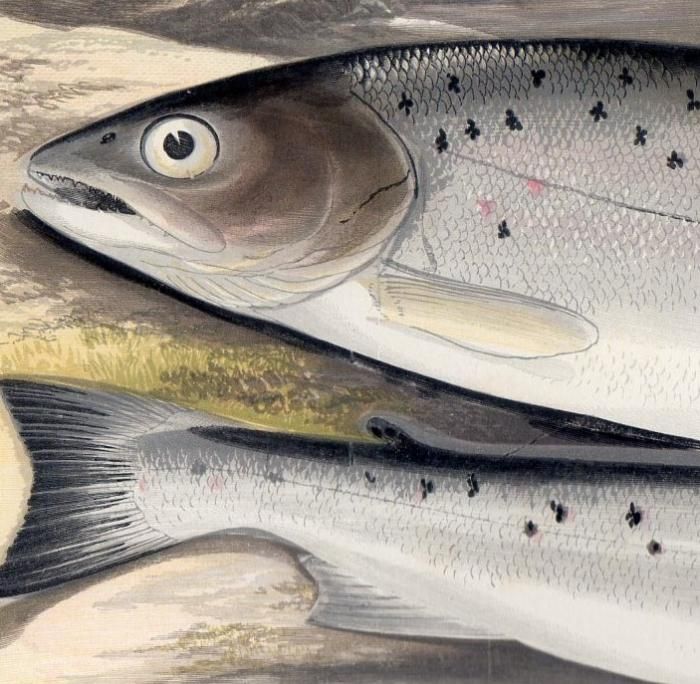1879年 Houghton 英国の淡水魚類 サケ科 タイセイヨウサケ属 ブラウントラウト Sewen アンティークプリント ボタニカルアート 博物画の通販サイト Spirito Di Artigiano 1879年 Houghton 英国の淡水魚類 サケ科 タイセイヨウサケ属 ブラウントラウト Sewen アンティークプリント ボタニカルアート 博物画の通販サイト Spirito Di Artigiano