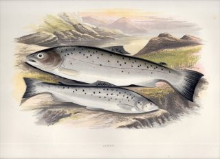 1879年 Houghton 英国の淡水魚類 サケ科 タイセイヨウサケ属 ブラウントラウト SEWEN