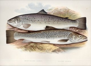 1879年 Houghton 英国の淡水魚類 サケ科 タイセイヨウサケ属 シートラウト Salmo 2種