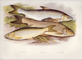 1879年 Houghton 英国の淡水魚類 サケ科 コレゴヌス属 2種 カワヒメマス属 グレイリング