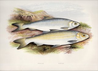 1879年 Houghton 英国の淡水魚類 サケ科 コレゴヌス属 ポラン パウアン 2種