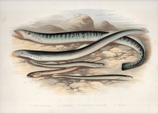 1879年 Houghton 英国の淡水魚類 ヤツメウナギ科 ウミヤツメ ヨーロッパカワヤツメ スナヤツメ 3種