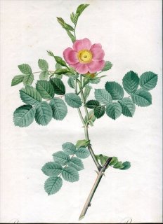 1817年 Redoute バラ図譜 初版 バラ科 バラ属 ロサ・ルビギノサ Rosa Rubiginosa Cretica