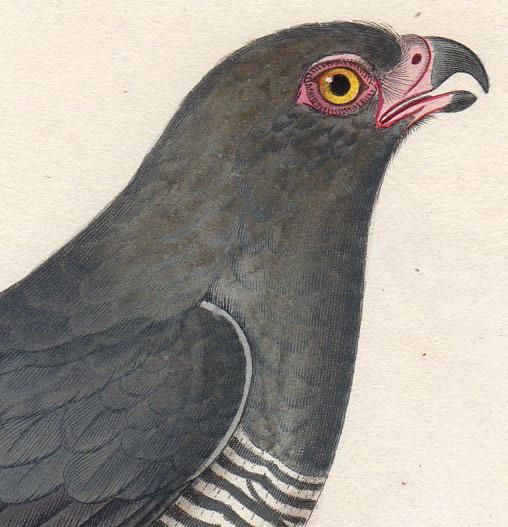 1820年 Temminck 新鳥類図譜 Pl.122 タカ科 ミクロニスス属