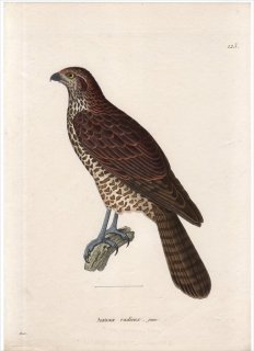 1820年 Temminck 新鳥類図譜 Pl.123 タカ科 エリツロトリオルキス属 アカオオタカ Autour radieux 若鳥