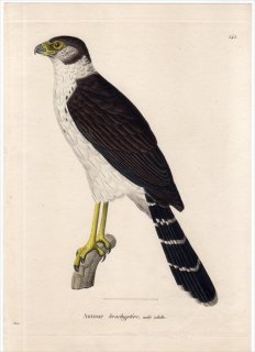 1820年 Temminck 新鳥類図譜 Pl.141 ハヤブサ科 モリハヤブサ属 クビワモリハヤブサ Autour brachyptere 雄 成鳥