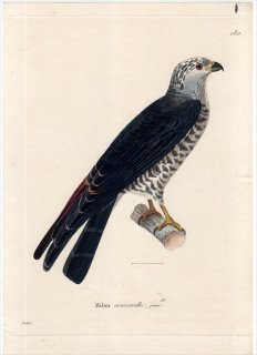 1820年 Temminck 新鳥類図譜 Pl.180 ハヤブサ科 モリハヤブサ属 ハイイロモリハヤブサ Milan cresserelle 若鳥