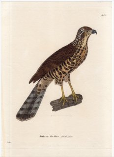 1820年 Temminck 新鳥類図譜 Pl.420 タカ科 ハイタカ属 アフリカオオタカ Autour tachiro 雌 若鳥