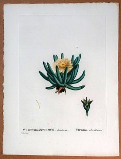 1799年 Candolle 多肉植物図譜 ハマミズナ科 キリンドロフィルム属 MESEMBRYANTHEMUM calamiforme