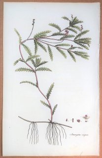 1835年 Curtis Flora Londinensis ヒルムシロ科 ヒルムシロ属 エビモ Potamogeton crispum