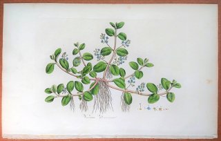 1835年 Curtis Flora Londinensis オオバコ科 クワガタソウ属 マルバカワヂシャ Veronica beccabunga