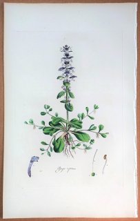 1835年 Curtis Flora Londinensis シソ科 キランソウ属 セイヨウジュウニヒトエ Ajuga reptans