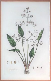 1835年 Curtis Flora Londinensis オモダカ科 サジオモダカ属 サジオモダカ Alisma plantago