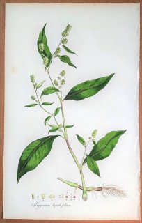 1835年 Curtis Flora Londinensis タデ科 イヌタデ属 オオイヌタデ Polygonum lapathifolium