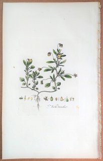 1835年 Curtis Flora Londinensis スミレ科 スミレ属 サンシキスミレ Viola tricolor