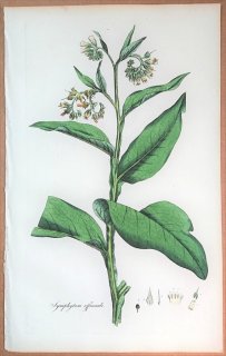 1835年 Curtis Flora Londinensis ムラサキ科 ヒレハリソウ属 ヒレハリソウ Symphytum officinale コンフリー