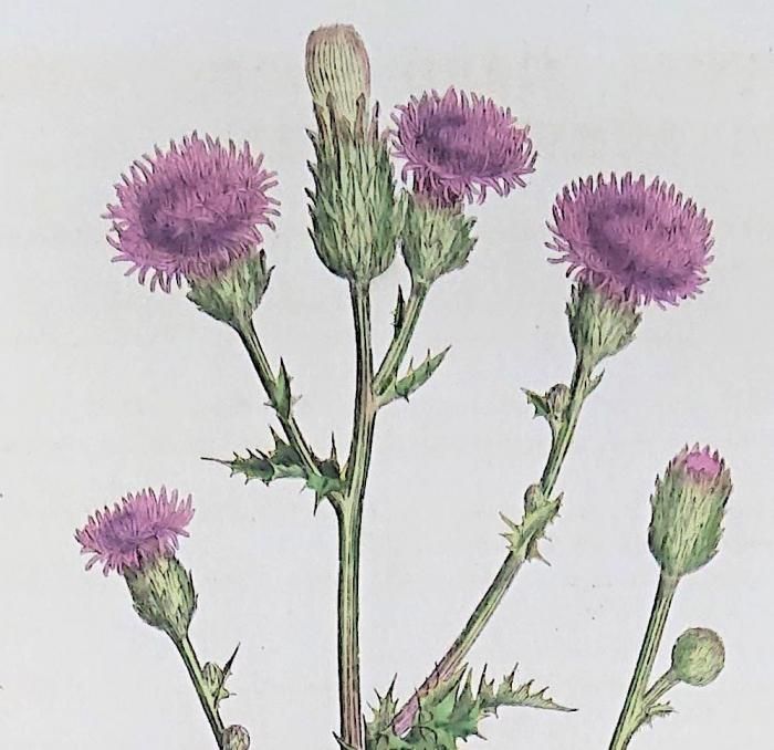 The Art of Botanical Illustration　植物画 The Art of Botanical Illustration - メルカリ
