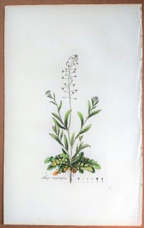 1835ǯ Curtis Flora Londinensis ֥ʲ ʥ° ʥ Thlaspi bursa-pastoris