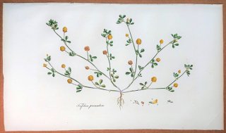 1835年 Curtis Flora Londinensis マメ科 シャジクソウ属 クスダマツメクサ Trifolium procumbens