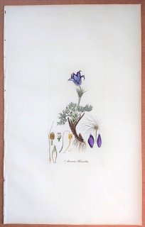 1835年 Curtis Flora Londinensis キンポウゲ科 オキナグサ属 セイヨウオキナグサ Anemone pulsatilla