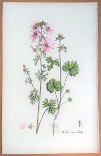 1835年 Curtis Flora Londinensis アオイ科 ゼニアオイ属 ジャコウアオイ Malva moschata