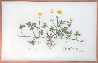 1835年 Curtis Flora Londinensis キンポウゲ科 キンポウゲ属 ハイキンポウゲ Ranunculus repens