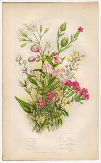 1855年 Pratt 英国の顕花植物 Pl.38 ナデシコ科 マンテマ属 シラタマソウ マンテマ ヒメシラタマソウ ムシトリナデシコ