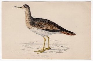 1888年 Morris 英国鳥類史 小型版 シギ科 マキバシギ属 マキバシギ BARTRAM'S SANDPIPER