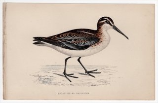 1888年 Morris 英国鳥類史 小型版 シギ科 キリアイ属 キリアイ BROAD-BILLED SANDPIPER